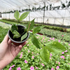 Hoya polyneura Hoja P9