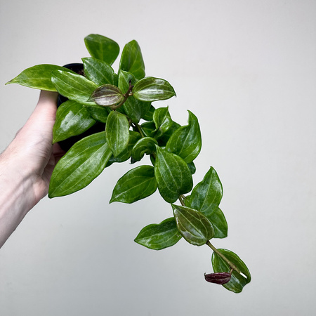 Hoya Merrillii Hoja P11