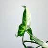 Syngonium T25 Zroślicha P9