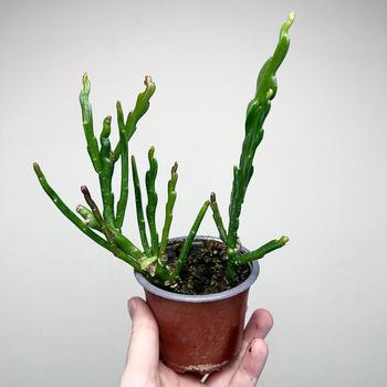 Epiphyllum anguliger Kaktus Zygzak