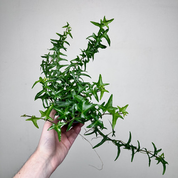 Hedera helix Jacobine bluszcz P9