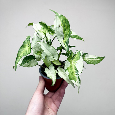 Syngonium Three Kings Zroślicha P9