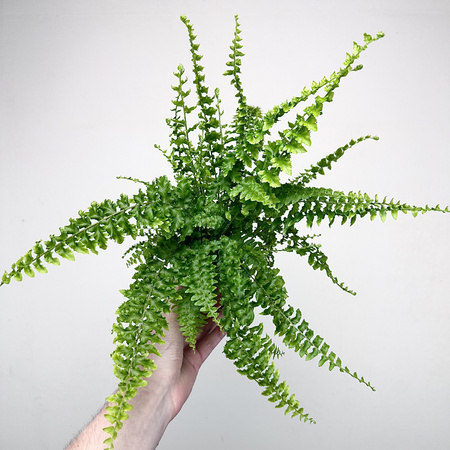 Paproć Królewska Nephrolepis P9