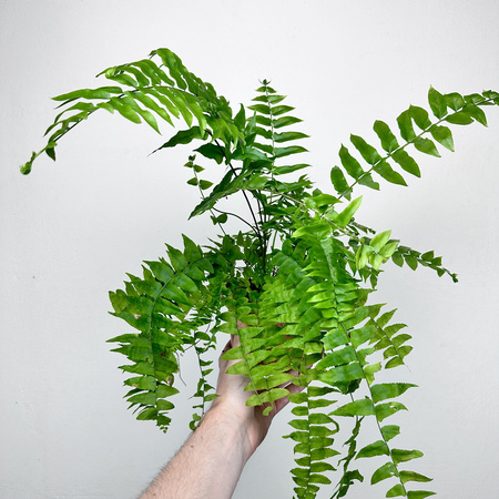 Paproć Macho Nephrolepis P13