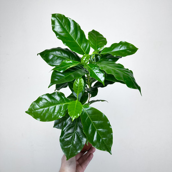 Coffea Arabica Nana Kawa karłowata arabska P9