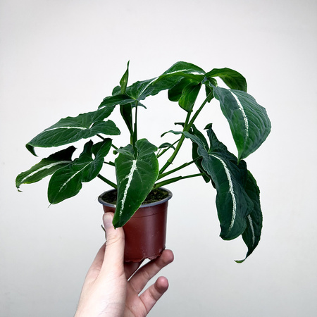 Syngonium Wendlandii Green Velvet Zroślicha P9