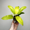 Philodendron Malaya Gold Filodendron P9