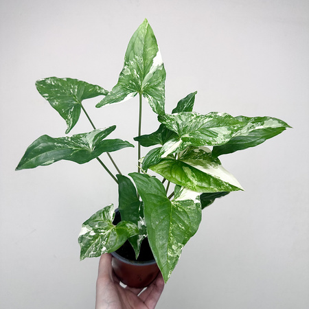 Syngonium Variegata Zroślicha P12