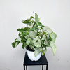 Syngonium Milk Confetti Zroślicha P19 wisząca