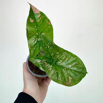 Syngonium Pink Splash Allusion Zroślicha P9