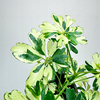 Schefflera Janine Szeflera P9