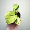 Calathea Yellow Fusion Kalatea P9