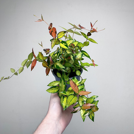 Jaśmin Azjatycki Summer Sunset Trachelospermum asiaticum P11