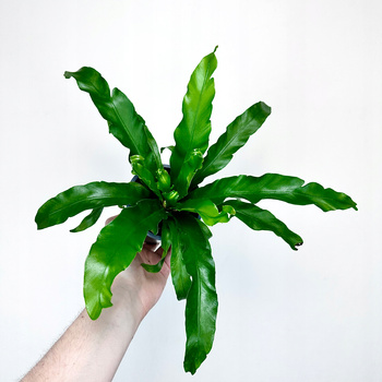 Paproć Zanokcica Asplenium Antiquum