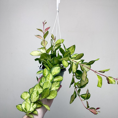 Hoya Australis Lisa Hoja P15 wisząca