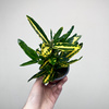 Kroton Sunny Star Codiaeum P9