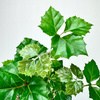 Cissus Rombolistny P12