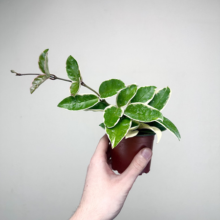 Hoya Carnosa Krimson Queen Hoja P9