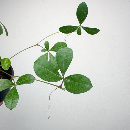 Cissus digitata Cissus palczasty