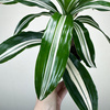 Dracaena fragrans Green White Dracena P11