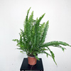 Paproć Cordata Nephrolepis exaltata P13