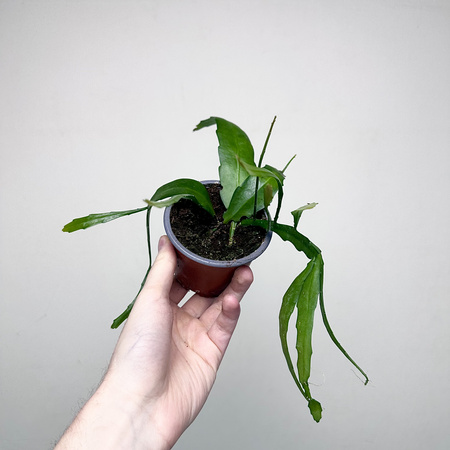 Disocactus quetzaltecus P9