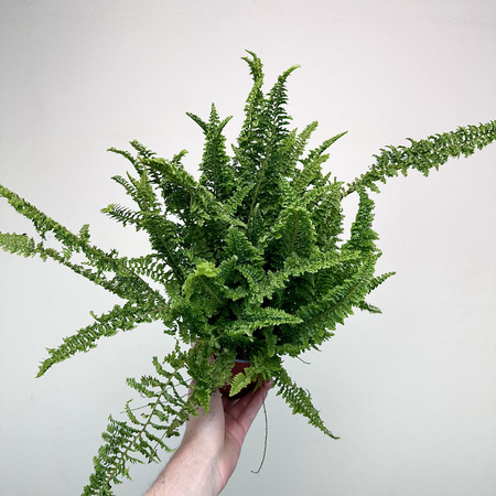 Paproć Fluffy Ruffles Nephrolepis exaltata P12