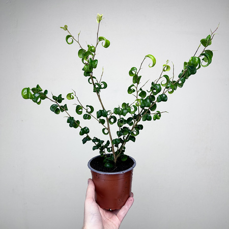 Ficus Benjamina Barok Figowiec Fikus P12