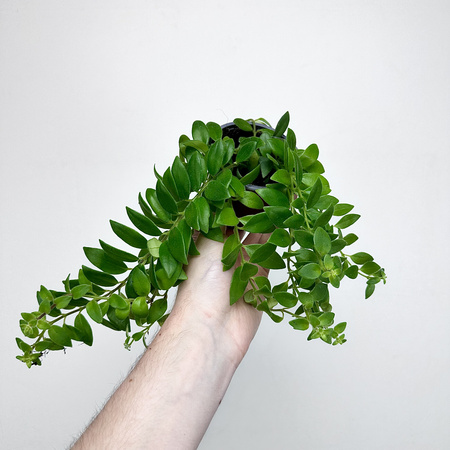 Aeschynanthus Caroline Eszynanthus P9