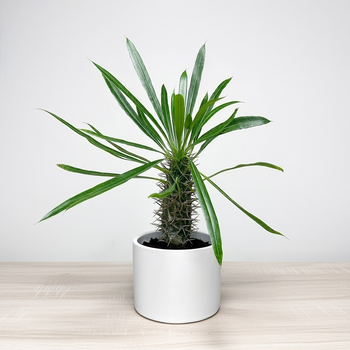 Pachypodium lamerei palma Madagaskaru P11