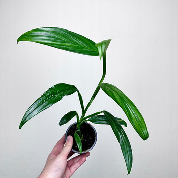 Epipremnum Amplissimum Silver Stripe P9