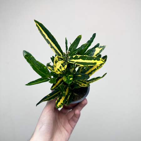 Kroton Sunny Star Codiaeum P9
