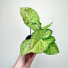 Syngonium Confetti Zroślicha P9