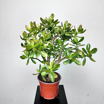 Crassula ovata Sunset Grubosz Drzewko Szczęścia XXL