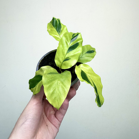 Calathea Yellow Fusion Kalatea P9