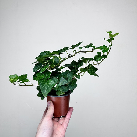 Hedera helix Wonder bluszcz zielony P9