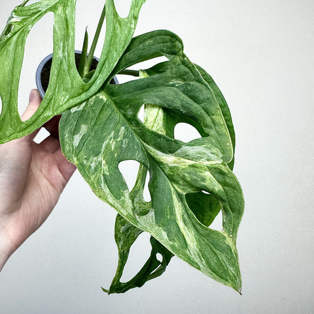 Monstera Indonesian Marble Variegata P9