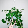 Cissus rombolistny P17 wisząca