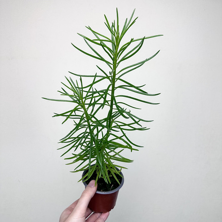 Peperomia ferreyrae Happy Bean P9