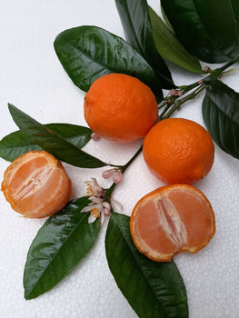 Mandarynka drzewko cytrusowe