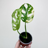Monstera Adansonii Aurea Variegata P9