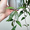 Hoya Parviflora Splash Hoja P15 wisząca
