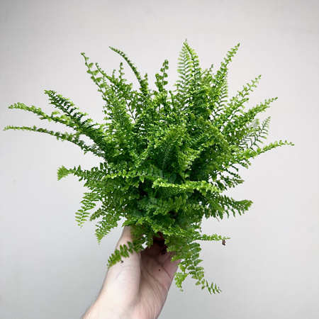 Paproć Fluffy Ruffles Nephrolepis exaltata P9