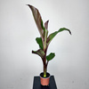 Bananowiec Ensete Maurelli P12