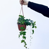 Winobluszcz Parthenocissus P17 wisząca