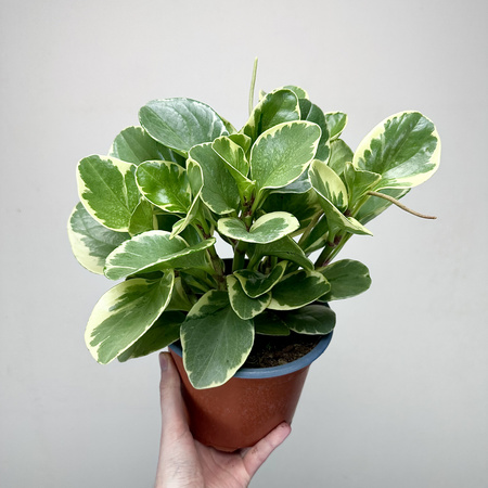Peperomia obtusifolia Variegata P17