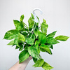 Epipremnum aureum Marble Queen P15 wisząca
