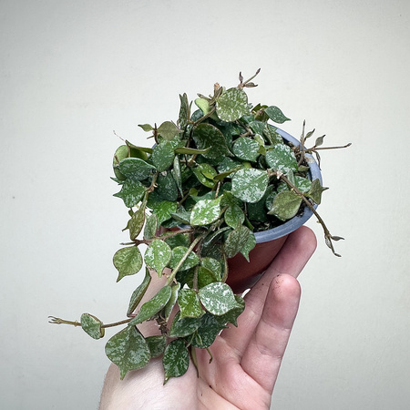Hoya Curtisii Hoja P9