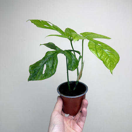 Amydrium medium Monstera Spiderman P9