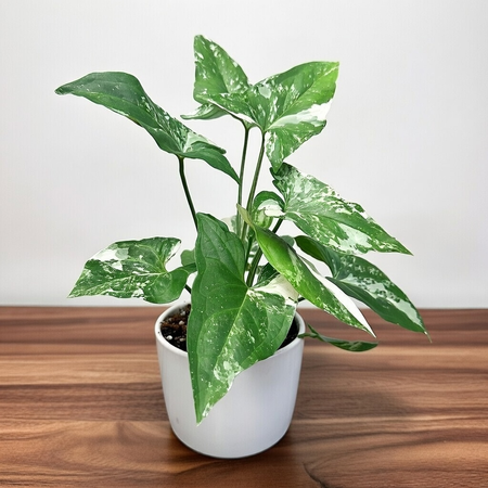 Syngonium Variegata Zroślicha P12